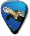 Turtle Doctor